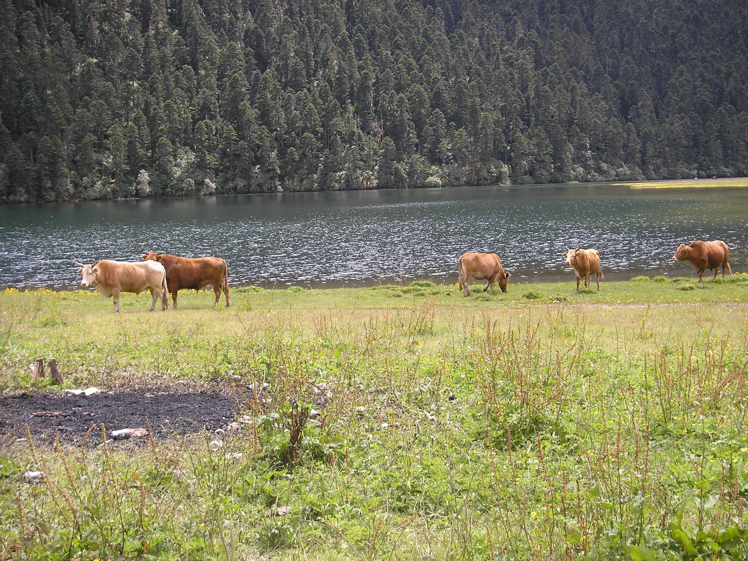 Cow