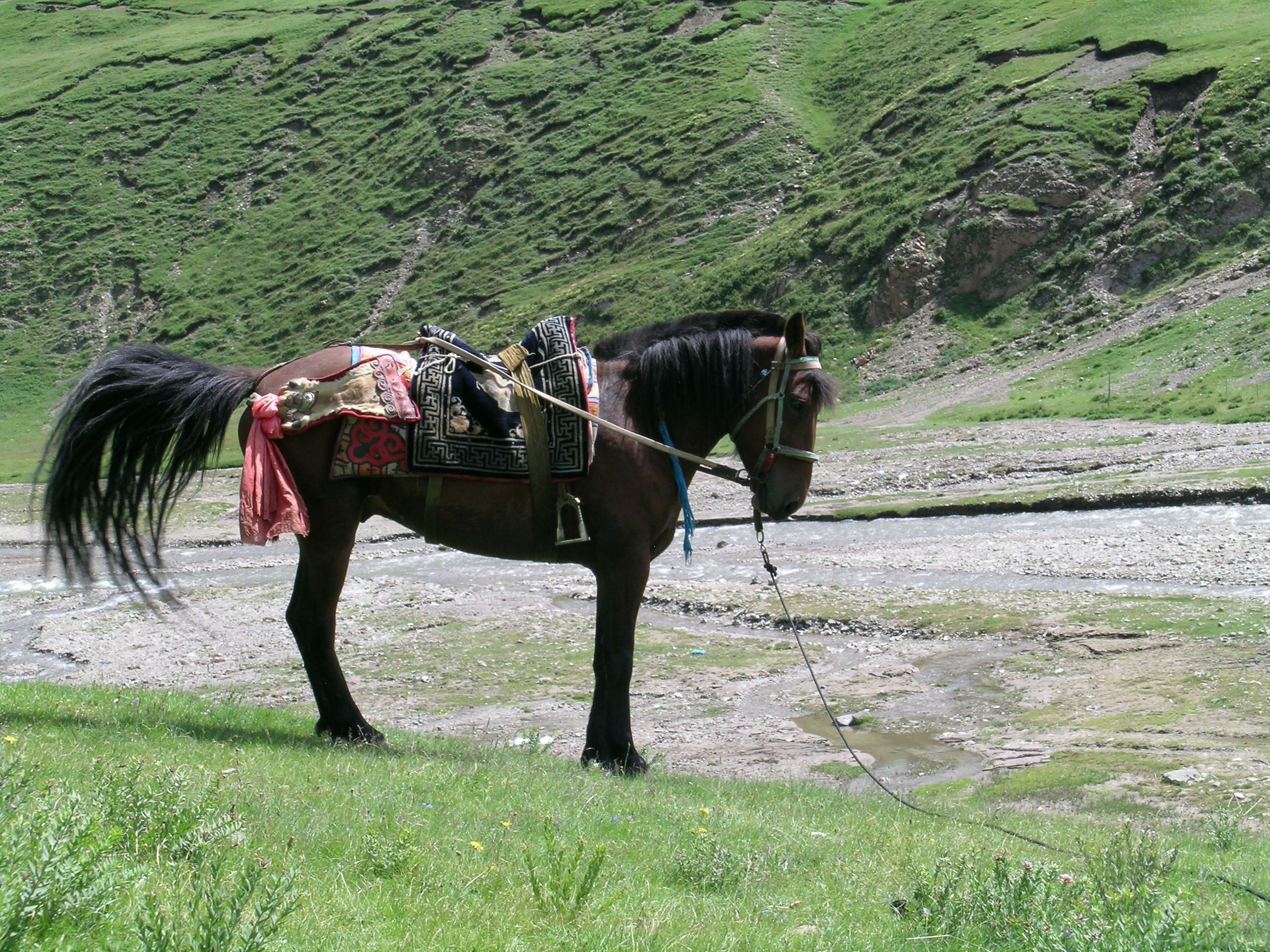 rta mchoga is really important in the nomad life, because in the most of the nomadic area the transp