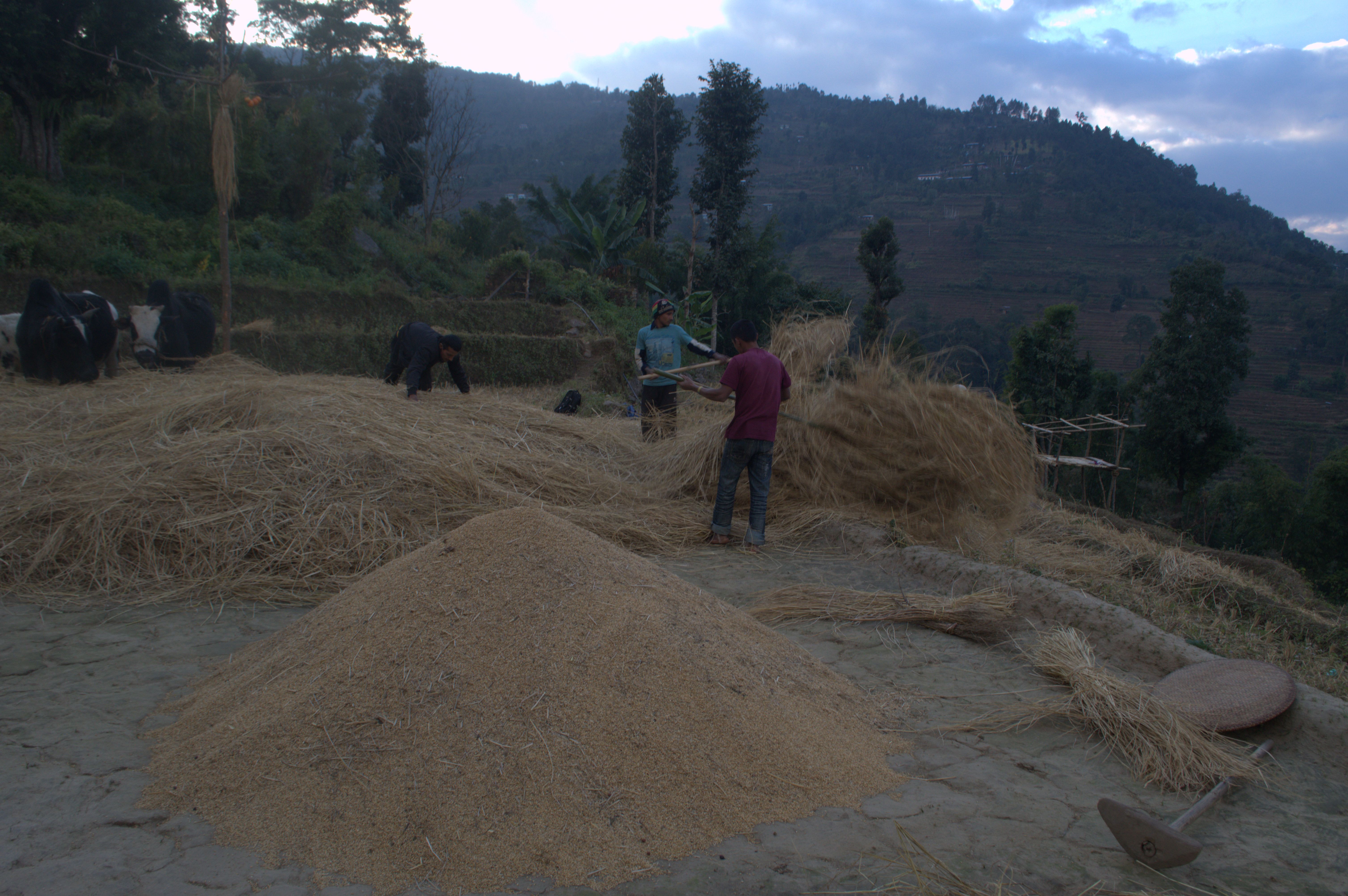 Transporting hay to store