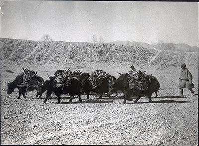 Yaks carrying firewo